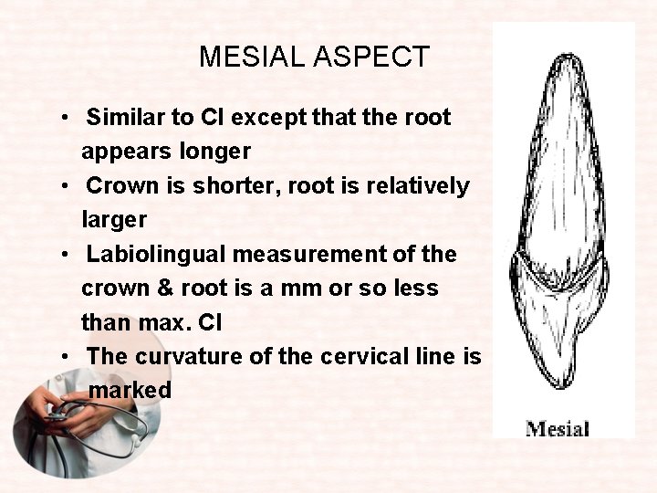 MESIAL ASPECT • Similar to CI except that the root appears longer • Crown