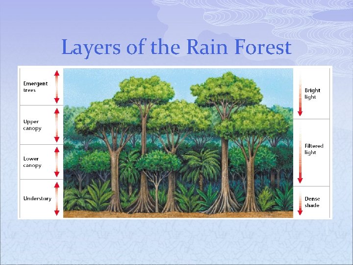 Layers of the Rain Forest 