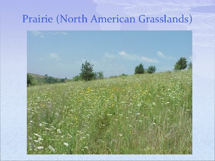 Prairie (North American Grasslands) 