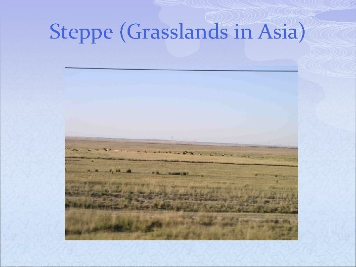 Steppe (Grasslands in Asia) 