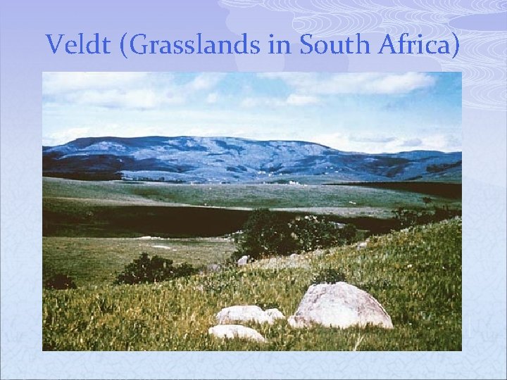 Veldt (Grasslands in South Africa) 