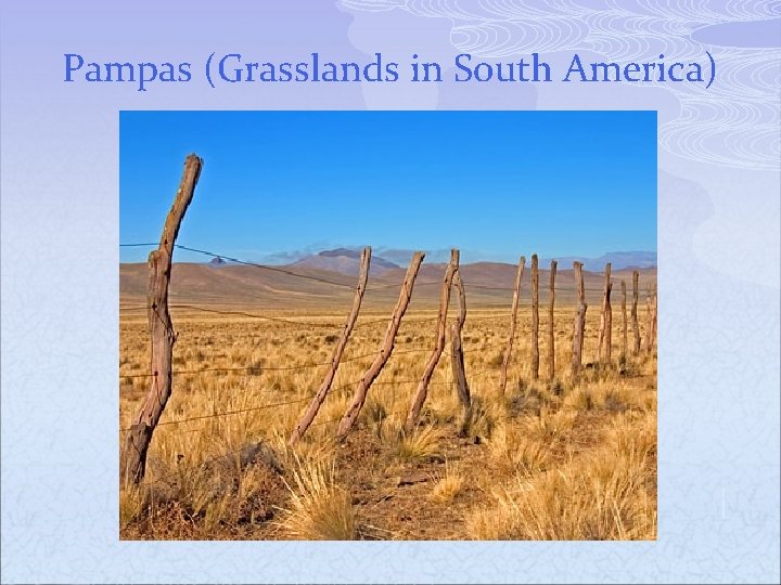 Pampas (Grasslands in South America) 