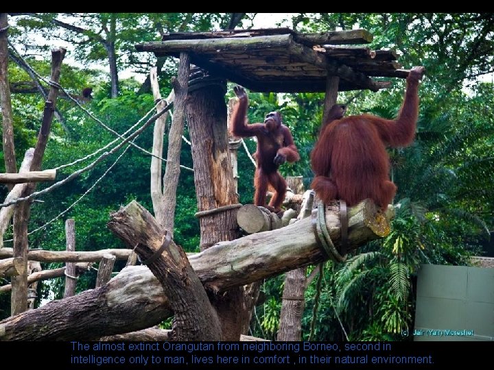 The almost extinct Orangutan from neighboring Borneo, second in intelligence only to man, lives