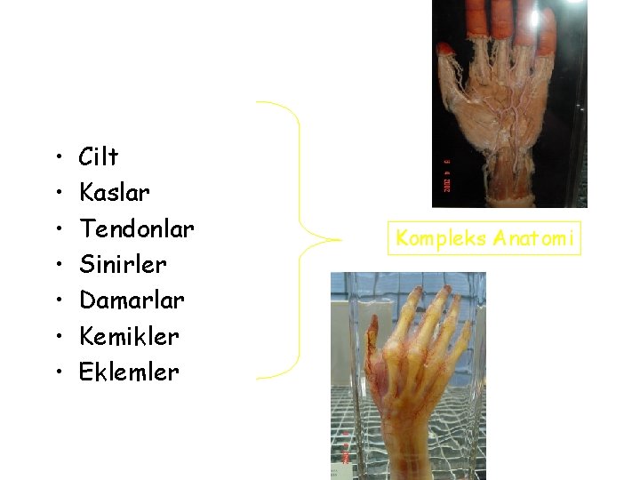  • • Cilt Kaslar Tendonlar Sinirler Damarlar Kemikler Eklemler Kompleks Anatomi 