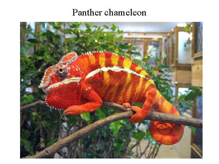 Panther chameleon Panther chameleon