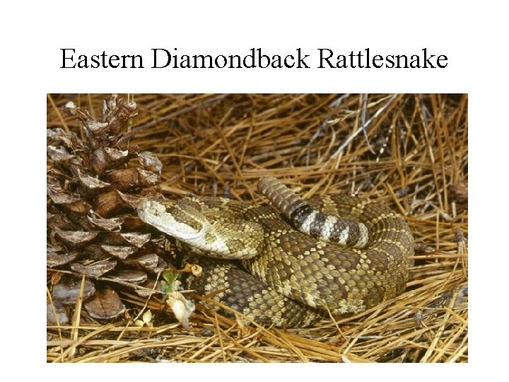 Eastern Diamondback Rattlesnake Eastern Diamondback Rattlesnake