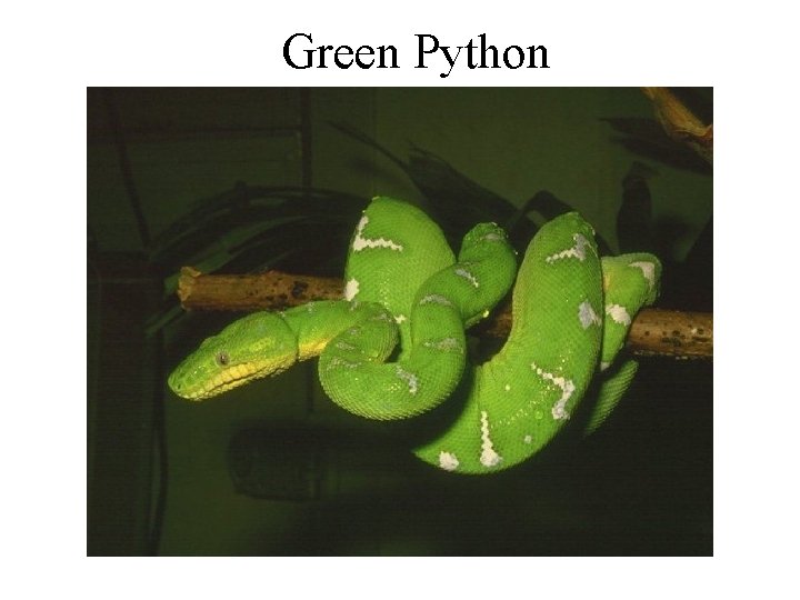 Green Python 