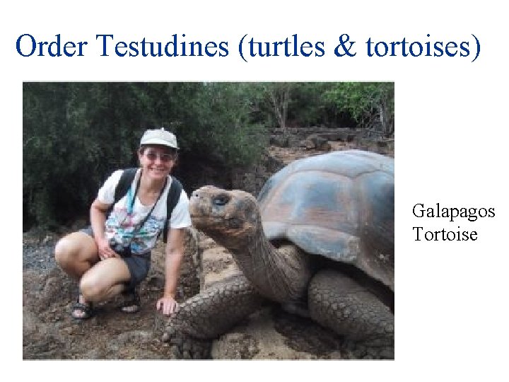 Order Testudines (turtles & tortoises) Galapagos Tortoise 