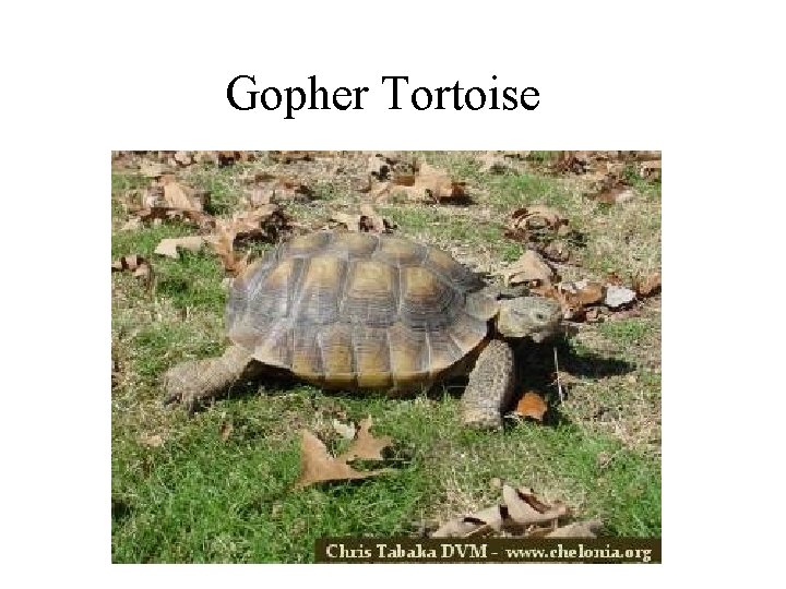 Gopher Tortoise 