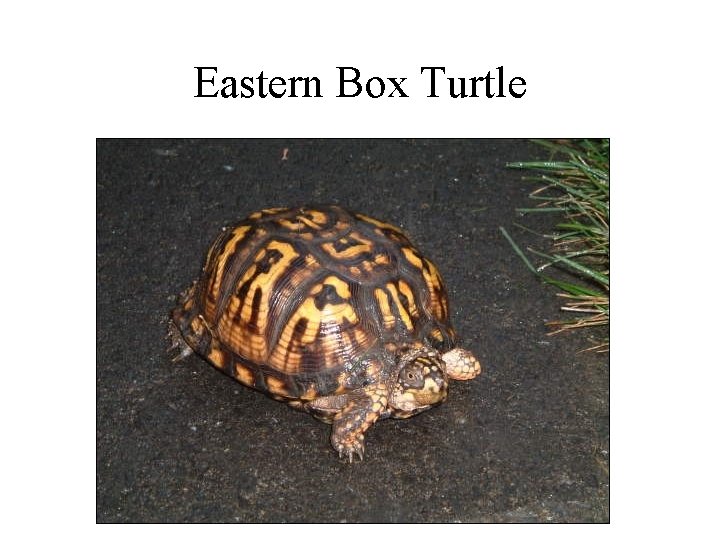 Eastern Box Turtle 