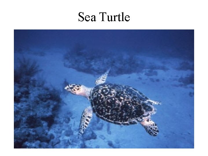 Sea Turtle 