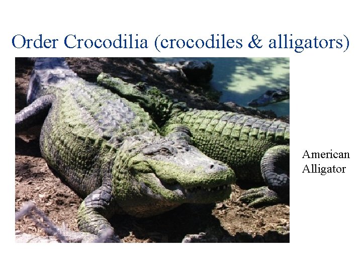 Order Crocodilia (crocodiles & alligators) American Alligator Order Crocodilia (crocodiles & alligators) American Alligator