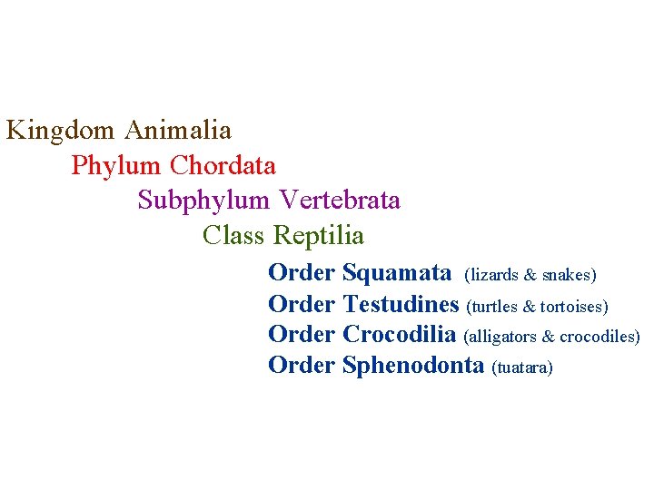 Kingdom Animalia Phylum Chordata Subphylum Vertebrata Class Reptilia Order Squamata (lizards & snakes) Order
