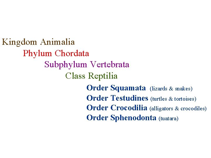 Kingdom Animalia Phylum Chordata Subphylum Vertebrata Class Reptilia Order Squamata (lizards & snakes) Order Kingdom Animalia Phylum Chordata Subphylum Vertebrata Class Reptilia Order Squamata (lizards & snakes) Order