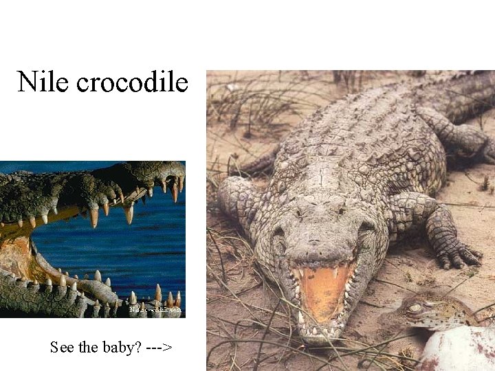 Nile crocodile See the baby? ---> Nile crocodile See the baby? --->