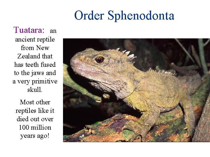 Order Sphenodonta Tuatara: an ancient reptile from New Zealand that has teeth fused to