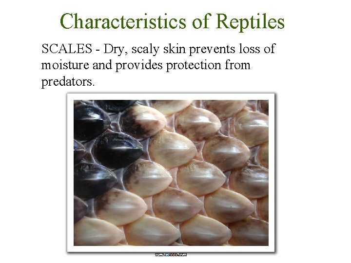 Characteristics of Reptiles SCALES - Dry, scaly skin prevents loss of moisture and provides Characteristics of Reptiles SCALES - Dry, scaly skin prevents loss of moisture and provides