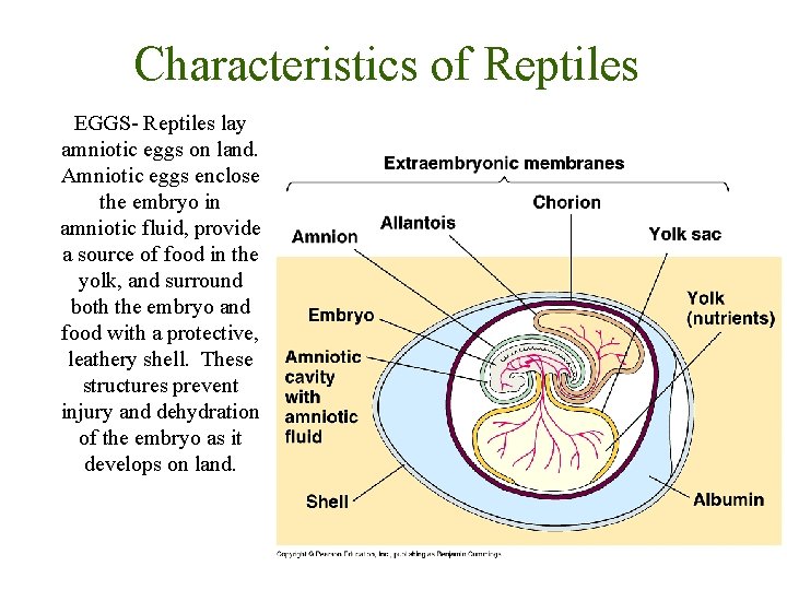 Characteristics of Reptiles EGGS- Reptiles lay amniotic eggs on land. Amniotic eggs enclose the