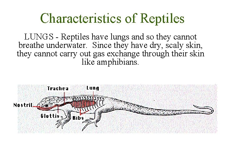 Characteristics of Reptiles LUNGS - Reptiles have lungs and so they cannot breathe underwater.