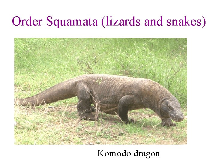 Order Squamata (lizards and snakes) Komodo dragon 