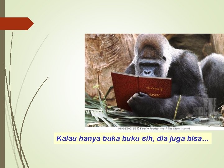 Kalau hanya buku sih, dia juga bisa… 