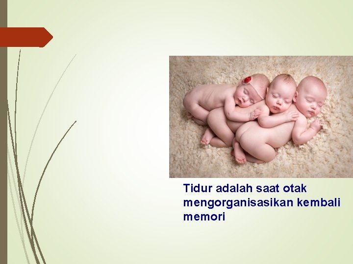 Tidur adalah saat otak mengorganisasikan kembali memori 