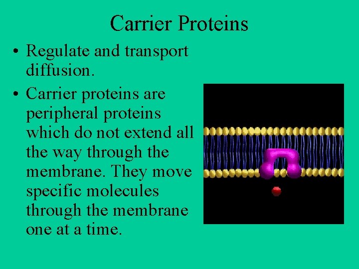 Carrier Proteins • Regulate and transport diffusion. • Carrier proteins are peripheral proteins which