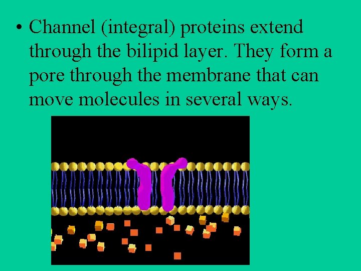  • Channel (integral) proteins extend through the bilipid layer. They form a pore