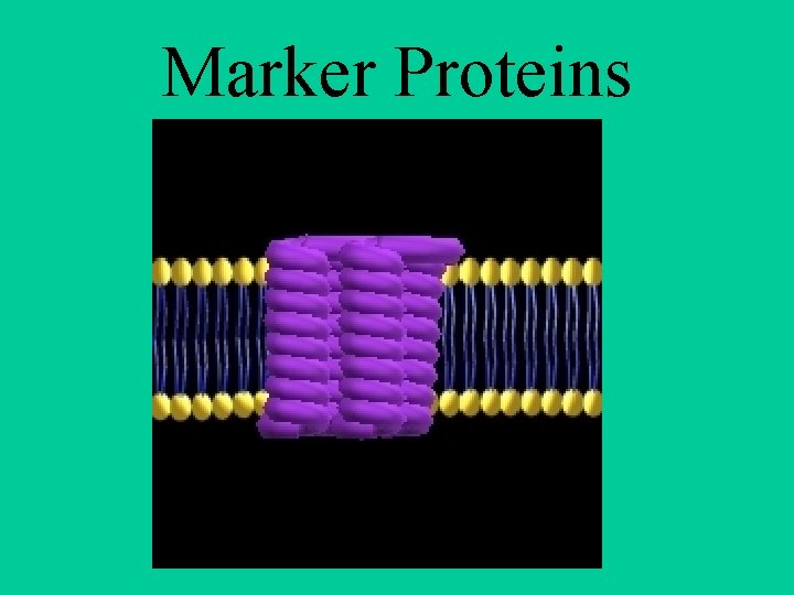 Marker Proteins 