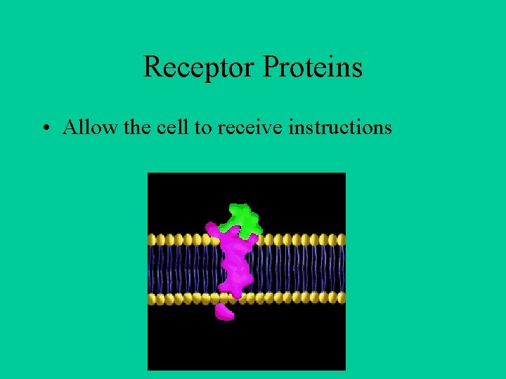 Receptor Proteins • Allow the cell to receive instructions 