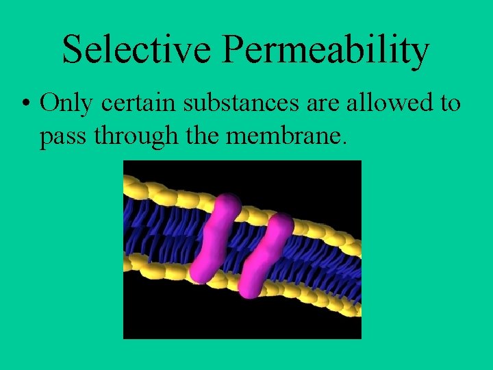 Selective Permeability • Only certain substances are allowed to pass through the membrane. 