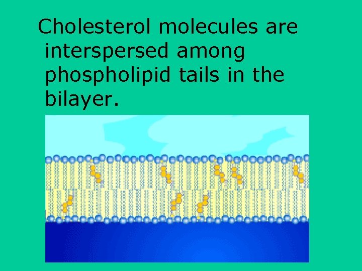 Cholesterol molecules are interspersed among phospholipid tails in the bilayer. 