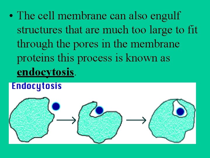  • The cell membrane can also engulf structures that are much too large