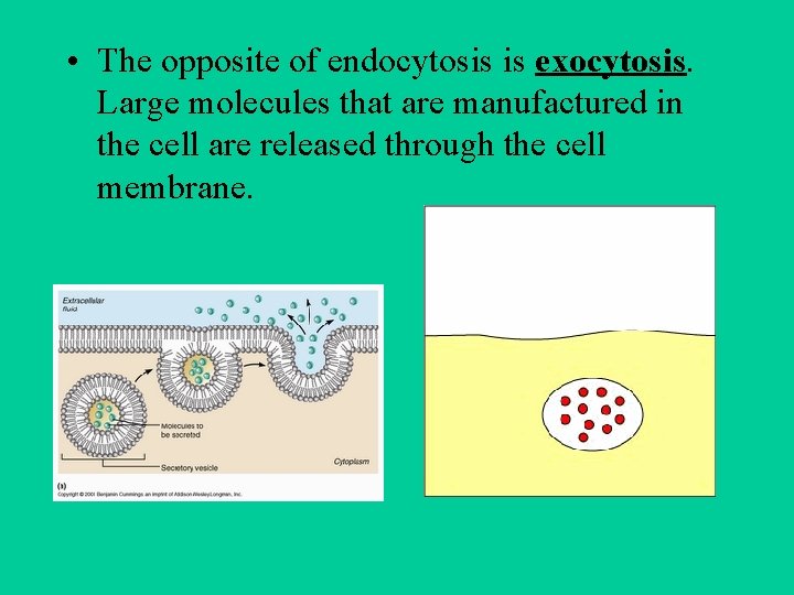  • The opposite of endocytosis is exocytosis. Large molecules that are manufactured in