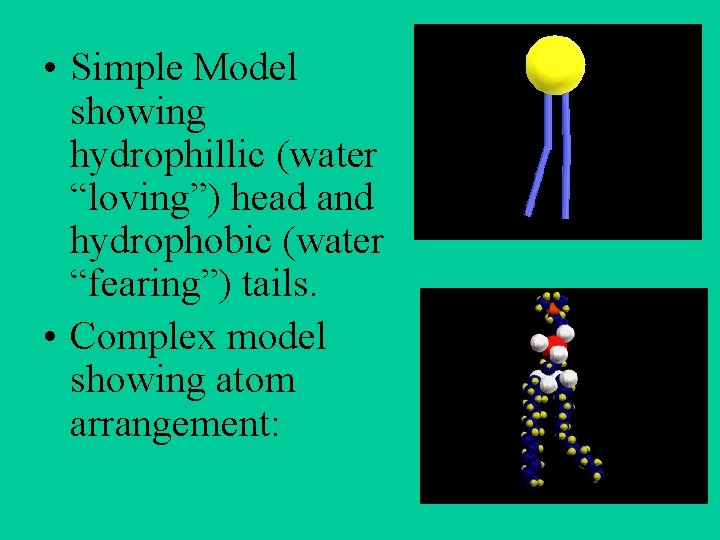  • Simple Model showing hydrophillic (water “loving”) head and hydrophobic (water “fearing”) tails.