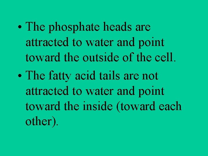  • The phosphate heads are attracted to water and point toward the outside