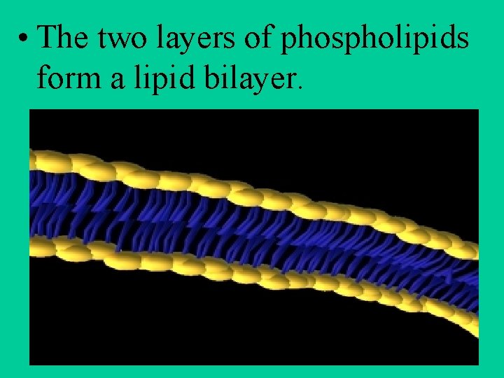  • The two layers of phospholipids form a lipid bilayer. 