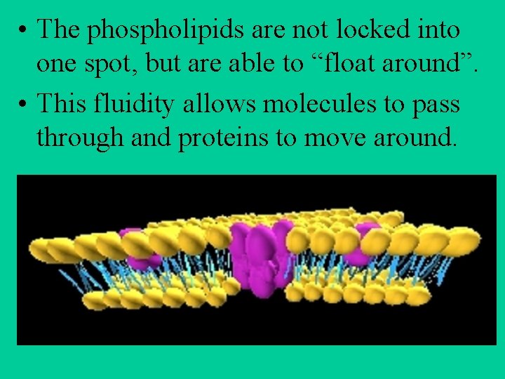  • The phospholipids are not locked into one spot, but are able to