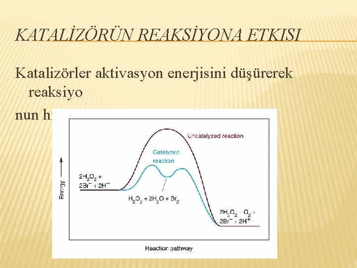 KATALİZÖRÜN REAKSİYONA ETKISI Katalizörler aktivasyon enerjisini düşürerek reaksiyo nun hızlı olarak gerçekleşmesini sağlar. 