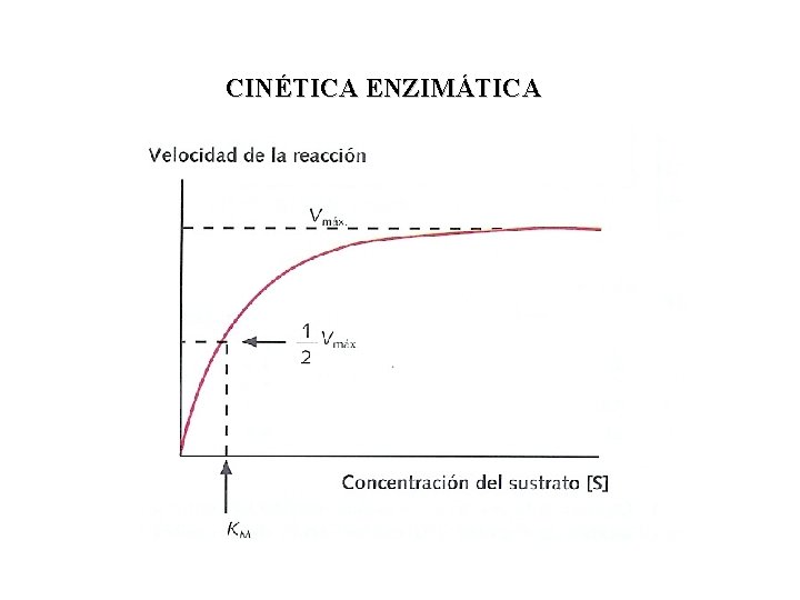 CINÉTICA ENZIMÁTICA 