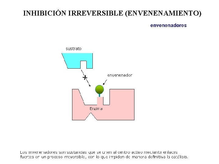 INHIBICIÓN IRREVERSIBLE (ENVENENAMIENTO) Velocidad de la reacción (m. M/min) Adición del inhibidor irreversible 5