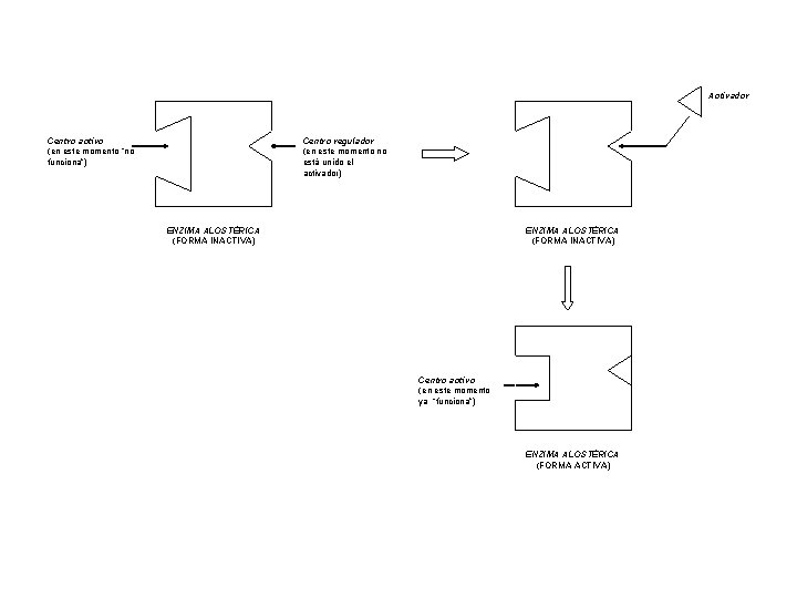 Activador Centro regulador (en este momento no está unido el activador) Centro activo (en