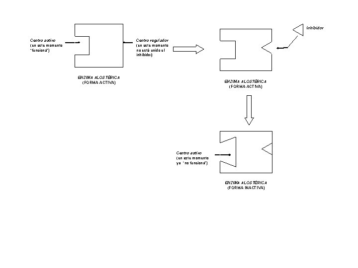 Inhibidor Centro activo (en este momento “funciona”) Centro regulador (en este momento no está
