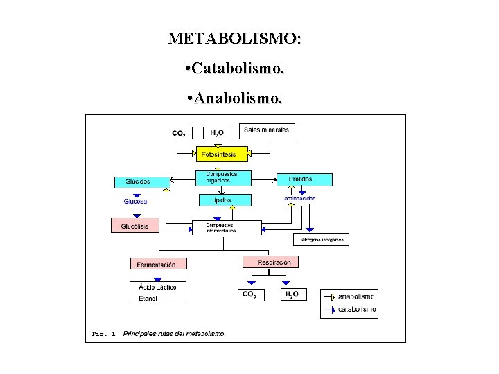 METABOLISMO: • Catabolismo. • Anabolismo. 