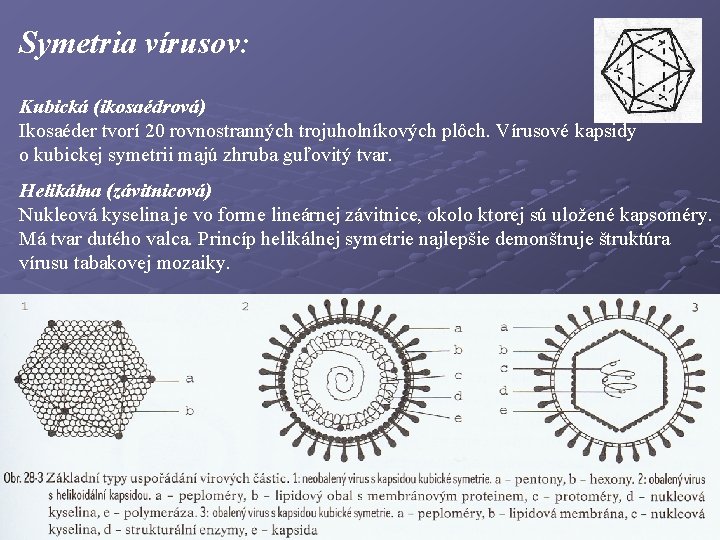 Symetria vírusov: Kubická (ikosaédrová) Ikosaéder tvorí 20 rovnostranných trojuholníkových plôch. Vírusové kapsidy o kubickej