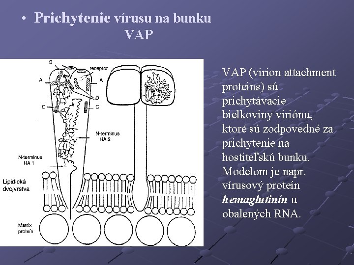  • Prichytenie vírusu na bunku VAP (virion attachment proteins) sú prichytávacie bielkoviny viriónu,