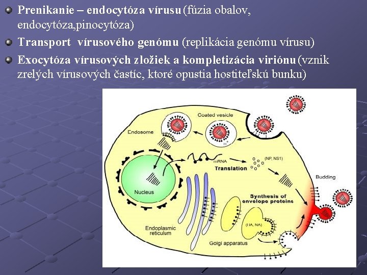 Prenikanie – endocytóza vírusu (fúzia obalov, endocytóza, pinocytóza) Transport vírusového genómu (replikácia genómu vírusu)