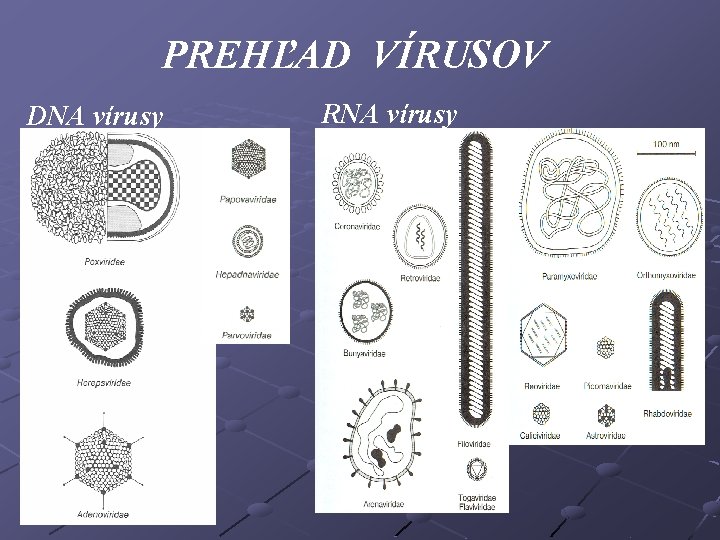 PREHĽAD VÍRUSOV DNA vírusy RNA vírusy 