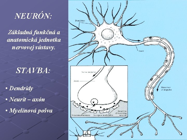 NEURÓN: Základná funkčná a anatomická jednotka nervovej sústavy. STAVBA: • Dendridy • Neurit –