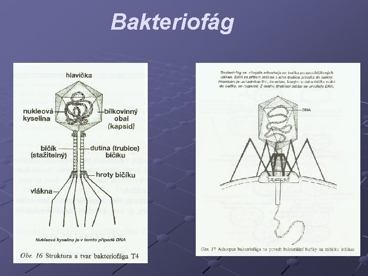 Bakteriofág 